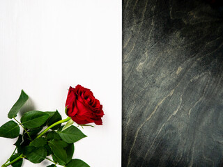 The red rose lies on a white and black background. Flower rose. Postcard. Background and texture.
