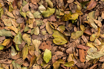 Full-frame image of brown dry leaves on the ground