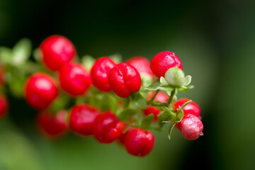 close-up of  red blood berry in the garden, selective focus