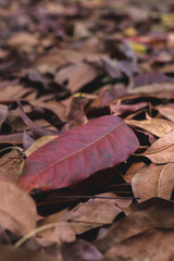 Close-up of red leaves in the dry season