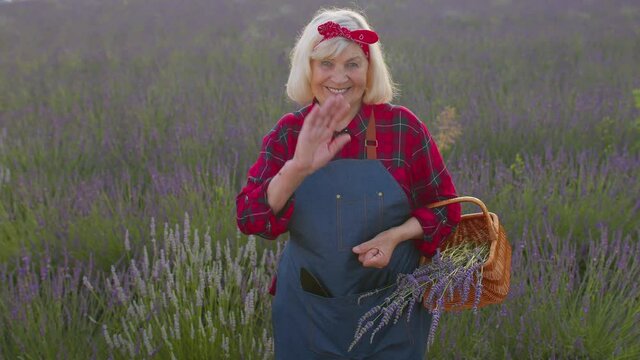 Senior woman grandmother farmer growing lavender plant in garden, smiling friendly at camera, waving hands gesturing hello or goodbye, welcoming with hospitable expression. Lavender farm bushes field