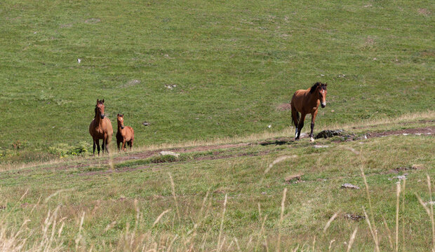 Horses on the meadow, Georgia