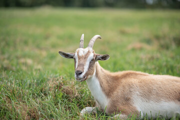 Beautiful purebred domestic goat in the meadow.