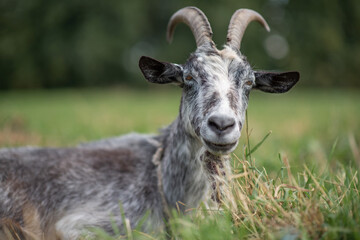 Beautiful purebred domestic goat in the meadow.