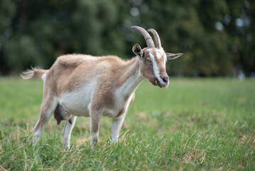 Naklejka na ściany i meble Beautiful purebred domestic goat in the meadow.