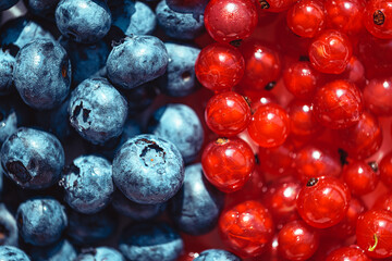 ripe organic black and red currant close up