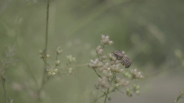 Bichos en una planta / Bugs on a plant
