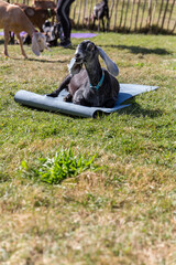 A naughty goat eating a yoga mat after a goat yoga session