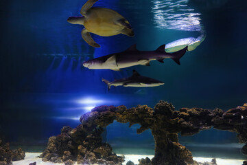 Beautiful turtle and sharks swimming in clear aquarium
