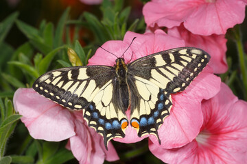 Fototapeta na wymiar Swallowtail butterfly on pink flowers