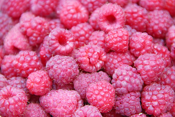 Red berries of raspberry in heap. Pile of ripe berries close up