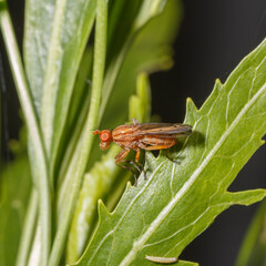 Orange fly on green leaves.