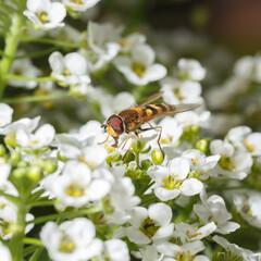 Buzzing fly on white flowers