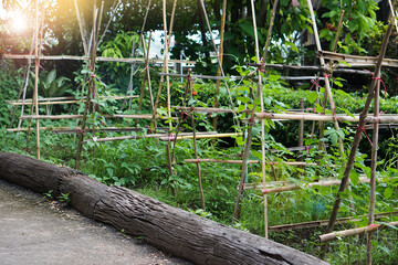 Bamboo structure for climbing vegetable plants  in garden that Thai gardens grow vegetables at backyard . Concept : organic gardening. DIY natural material for agriculture.  