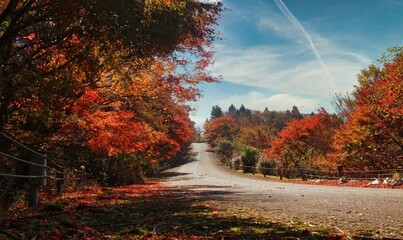 紅葉と一本道