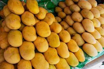Ripe yellow mango pile on market stall. Asian fruit market stall. Philippine mango season. Fresh fruit for sell. South Asia agriculture harvest. Yellow mango stack