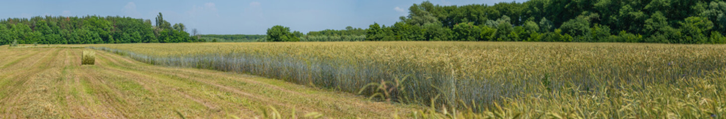 The afternoon sun illuminates the unharvested rye in the field.
