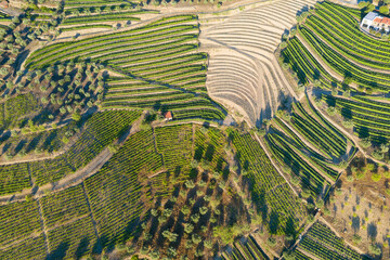 Aerial view of the terraced vineyards in romantic sunset in the Douro Valley near the village of Pinhao. Concept for travel in Portugal and most beautiful places in Portugal Port wine wine farm Unesco