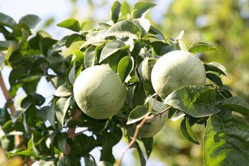 Unripe fruits of Stone apple or Indian Bael (Aegle marmelos) 
