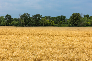 A golden wheat field with dark trees and storm clouds in the background.