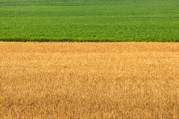 A golden field of wheat and a bright green field of alfalfa hay in a horizontal format. © Margaret Burlingham