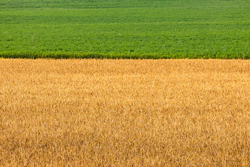 A golden field of wheat and a bright green field of alfalfa hay in a horizontal format.