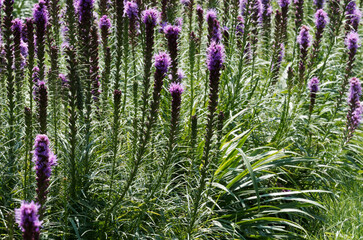 Liatris spicata - Dense blazing star or prairie gay with purple flowers resembling bottle brushes...