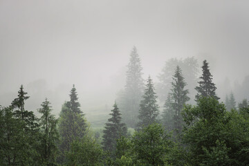 Misty forest. Morning scene of fog covering spruce forest. Tranquil nature landscape with fir tree tops silhouettes. Copy space