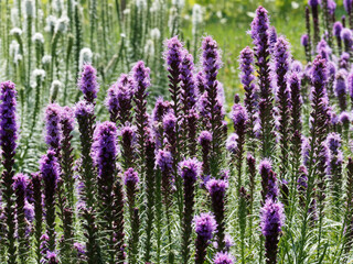 Fototapeta na wymiar Liatris spicata - Dense blazing star or prairie gay with purple flowers resembling bottle brushes or feathers at the top of a stem 