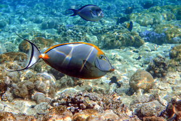 Orangespine unicornfish (Naso elegans) clouse up view, in the Red Sea, Egypt