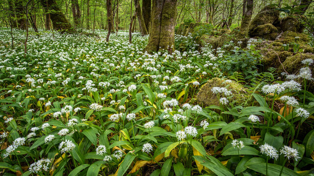 In the garlic woods near Lennox Castle in Lennoxtown, East Dunbartonshire, Scotland