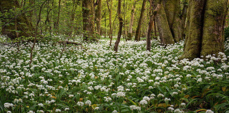 In the garlic woods near Lennox Castle in Lennoxtown, East Dunbartonshire, Scotland