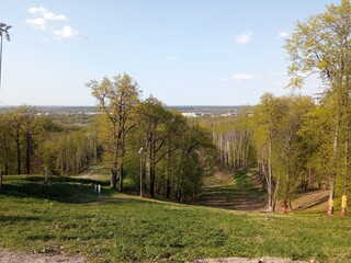 trees on the park