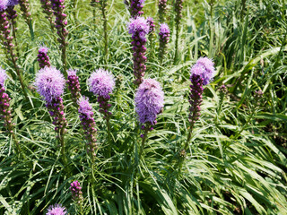 Liatris spicata | Dense blazing star or prairie gay feather with deep purple and violet flowers spikes at the top of a stem 
