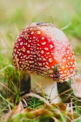 fly agaric mushroom