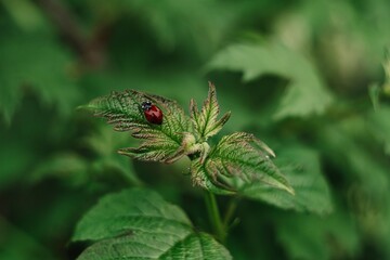 ladybug on a leaf