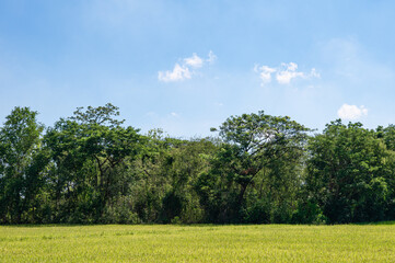 Trees with rice field and blue sky in countryside