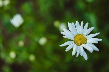 Fototapeta premium daisy in the grass