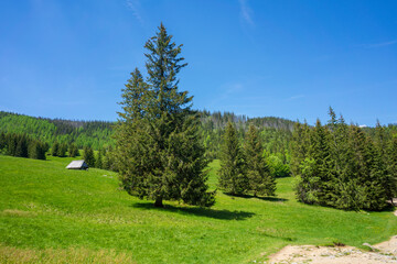 Fototapeta na wymiar Kalatowki Glade in June. Western Tatra Mountains.