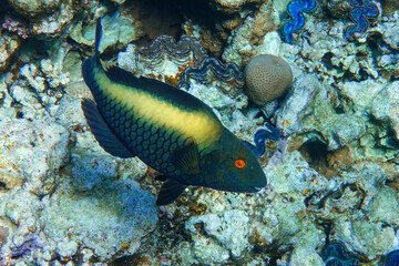 Fototapeta na wymiar Bicolor Parrotfish - Cetoscarus bicolor ,female