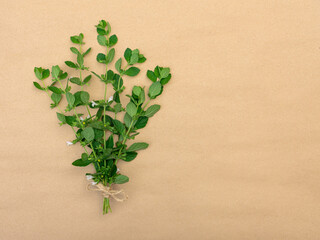 Bouquet of green lemon balm with a bow of twine on a brown background with a place for design.