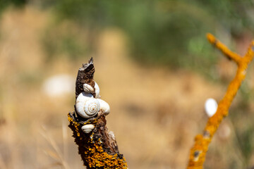 Fototapeta na wymiar Close up of white snail shells on a tree branch.