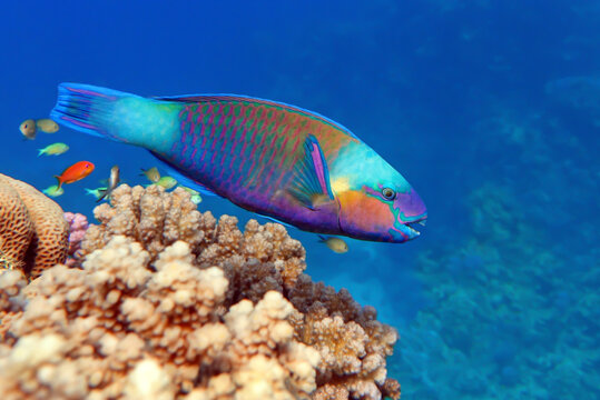 Daisy parrotfish  - Chlorurus sordidus,  Red Sea 