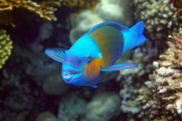 Naklejka na ściany i meble Daisy parrotfish - Chlorurus sordidus, Red Sea 