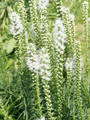 Liatris spicata 'Alba' | Dense blazing star or Kansas gay feather with white-flowering cultivars on tall spikes