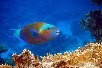 Plakat Daisy parrotfish - Chlorurus sordidus, Red Sea 