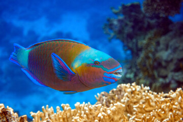 Obraz na płótnie Canvas Daisy parrotfish - Chlorurus sordidus, Red Sea 