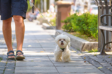 Woman walking with dog