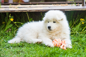 Funny fluffy white Samoyed puppy dog is playing with toy
