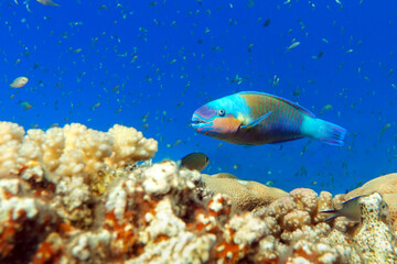 Fototapeta na wymiar Daisy parrotfish - Chlorurus sordidus, Red Sea 